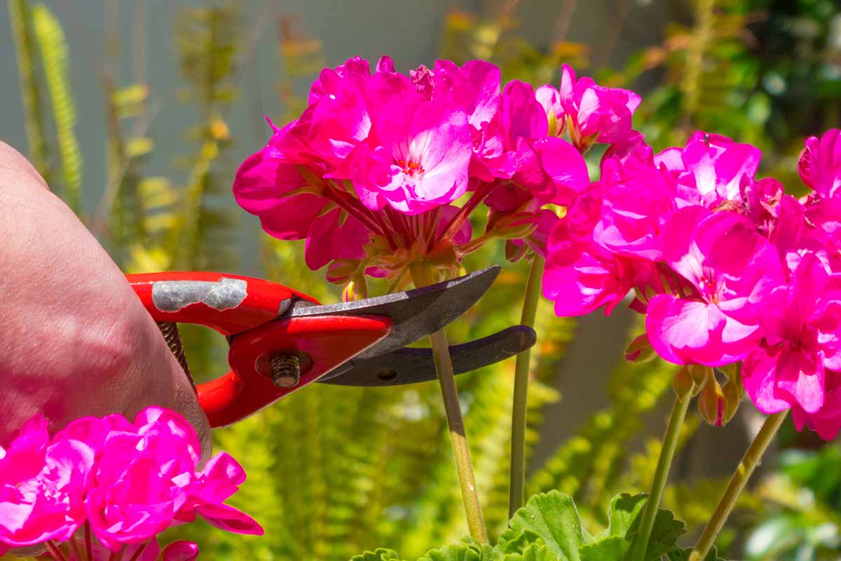 pelargonium deadheading hands close-up