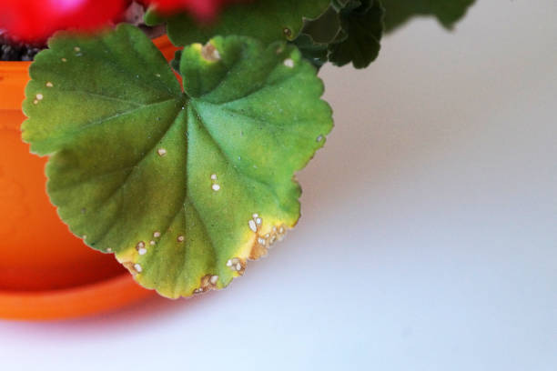zonal geranium leaf zonal pattern close-up