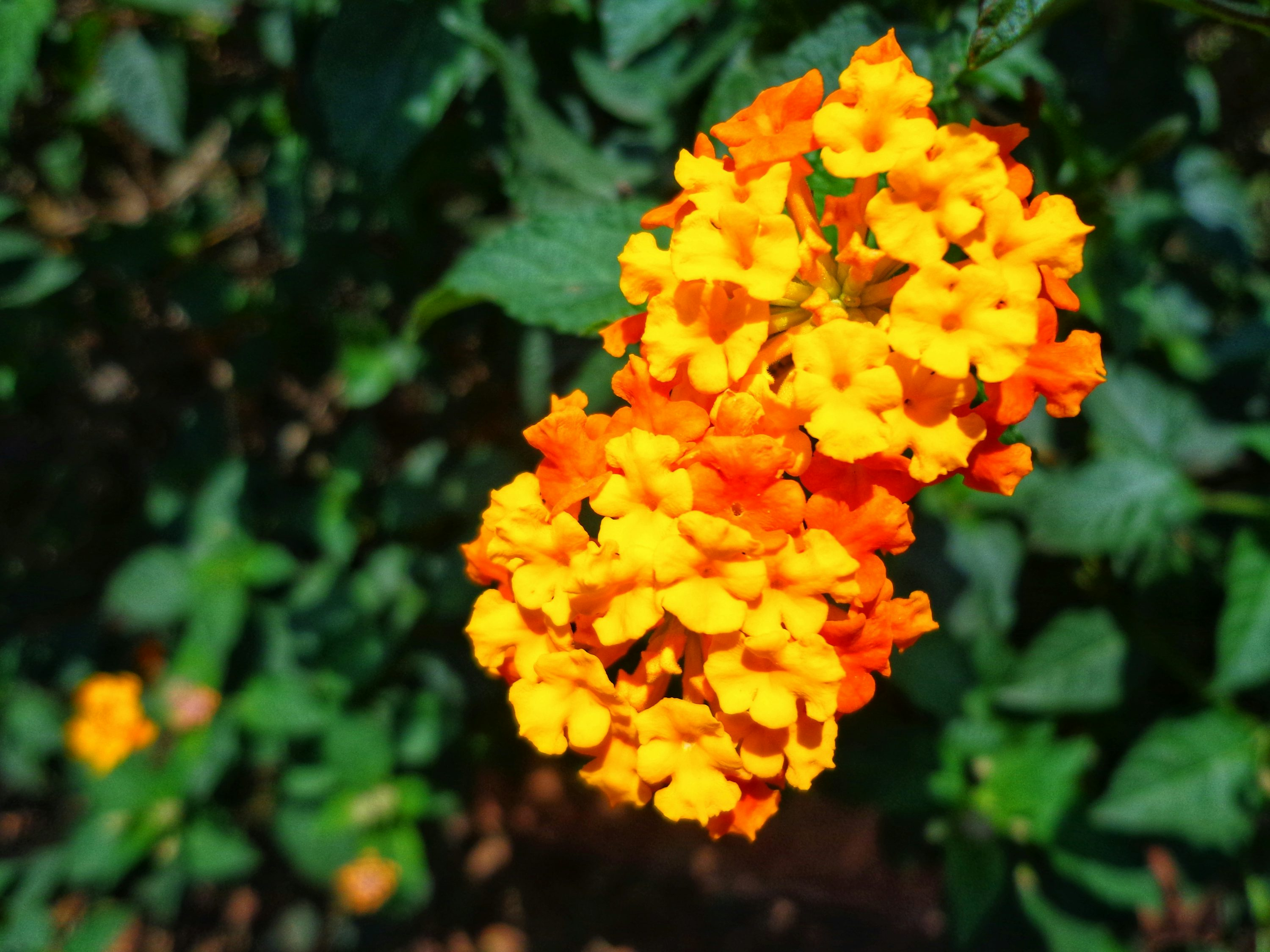 zonal geranium flower umbels cluster