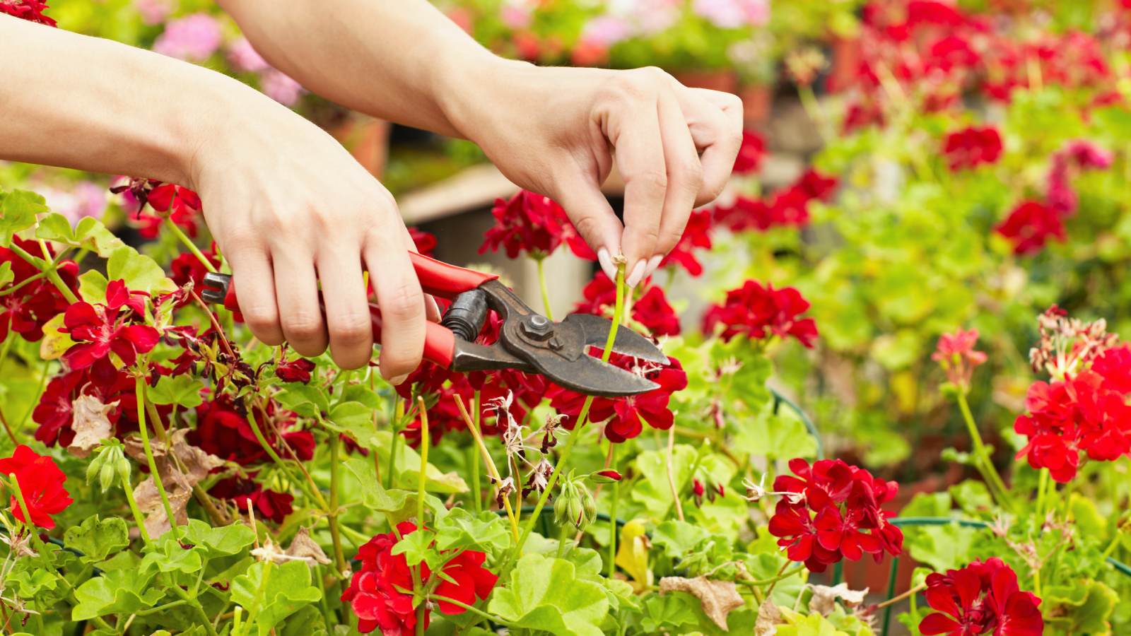 zonal geranium deadheading pruning hands