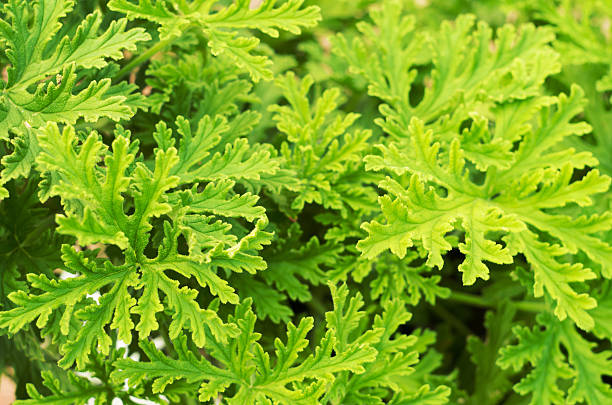 scented geranium leaf rubbing hands close-up