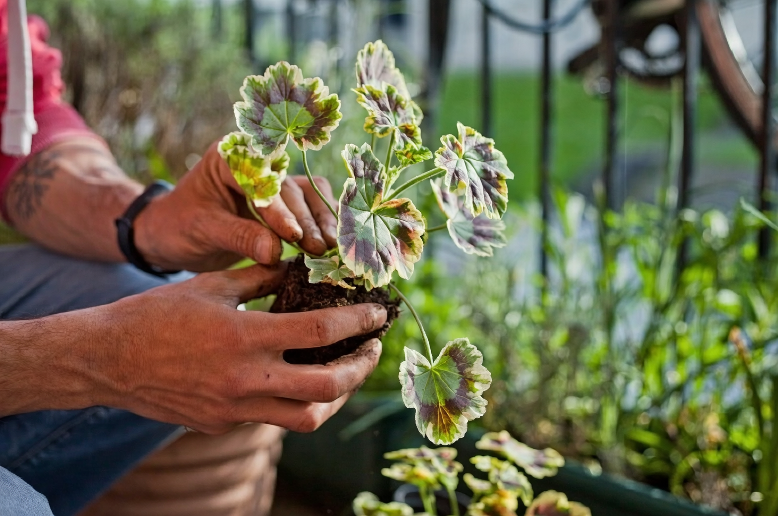 geranium pruning hands balcony