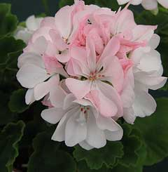zonal geranium leaf horseshoe close-up