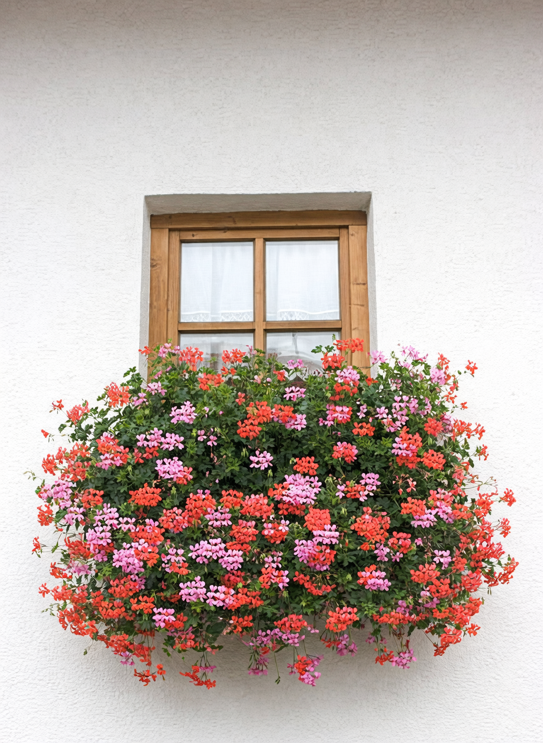 窗台也能变花瀑：天竺葵窗口盒布局与高颜值配色公式