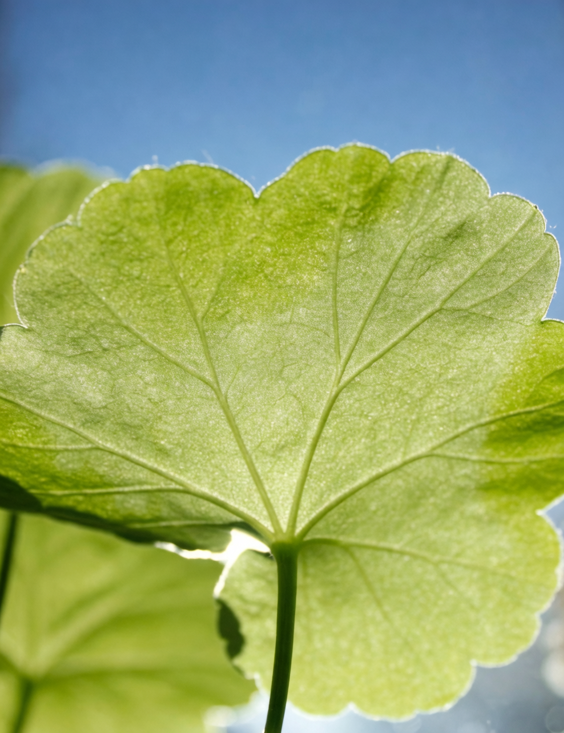 geranium zonal leaf close-up