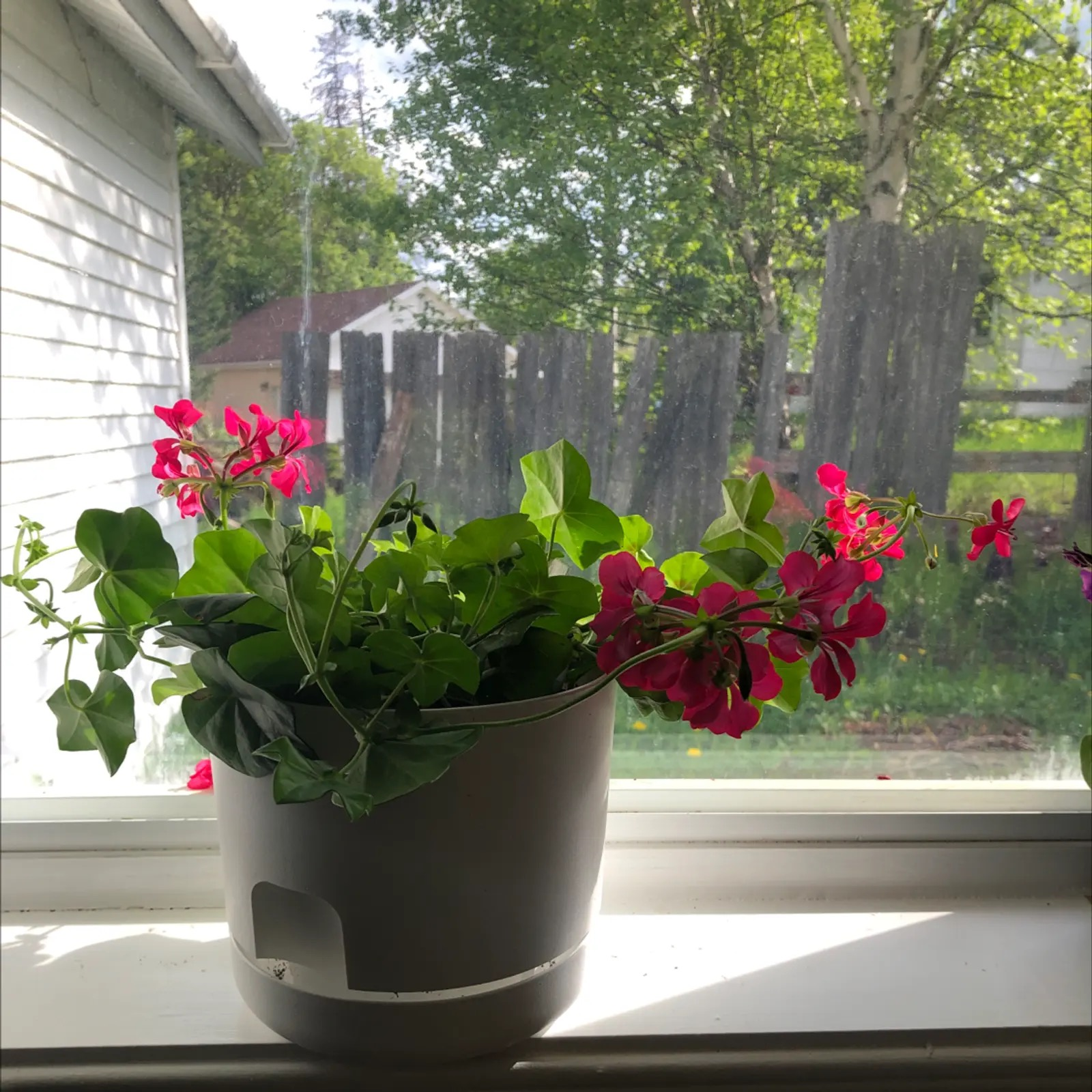 geranium east window morning light