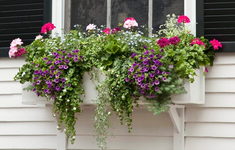 geranium mixed varieties window box