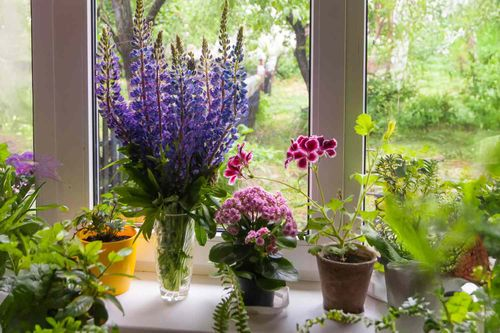 与谁同盆更来电？天竺葵的花境搭配、间距通风和防虫‘好邻居’