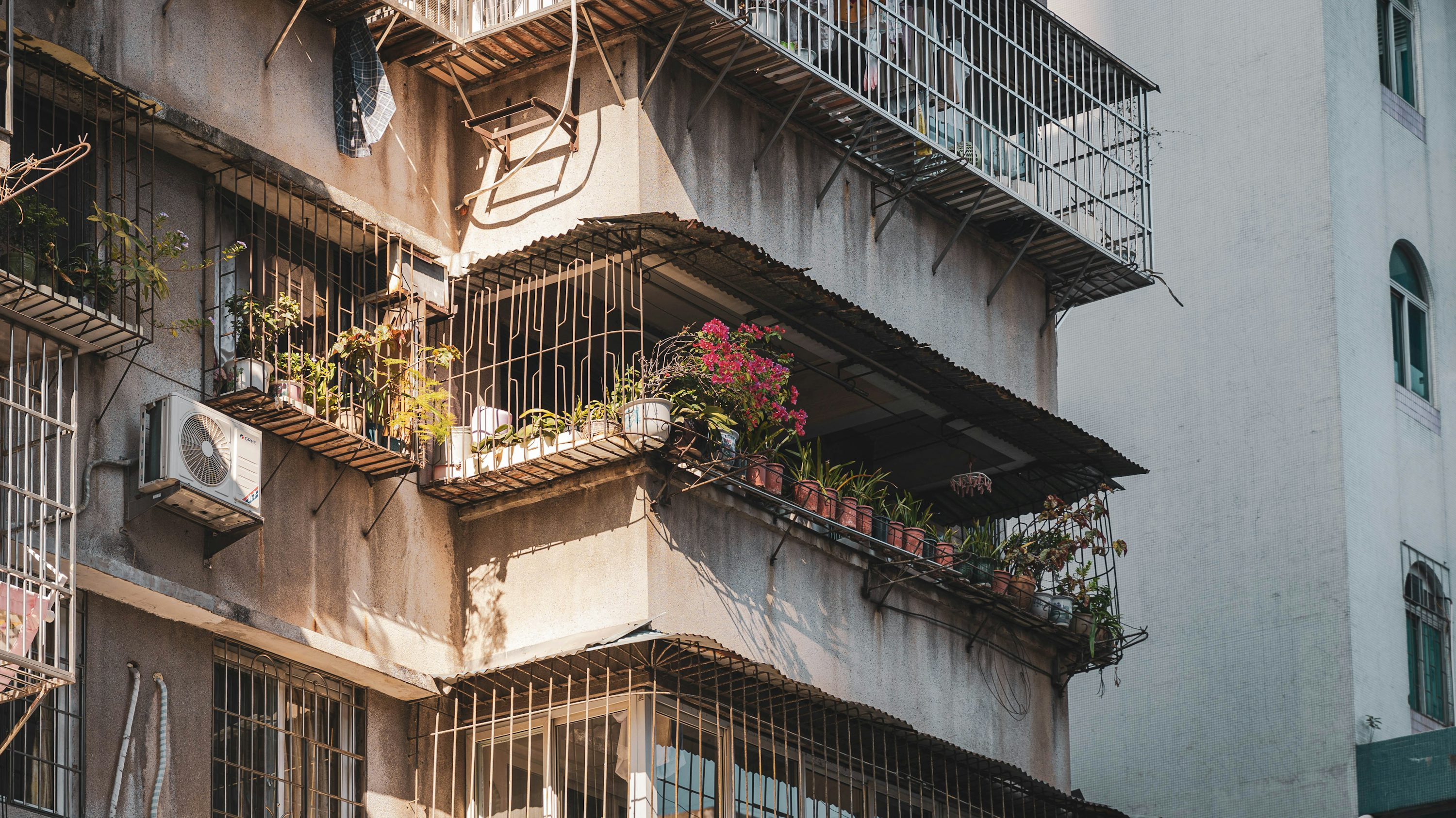zonal geranium balcony planter spacing