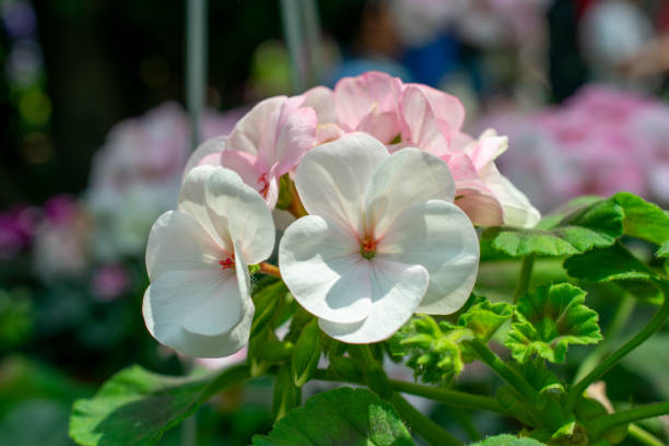 zonal geranium with lavender rosemary