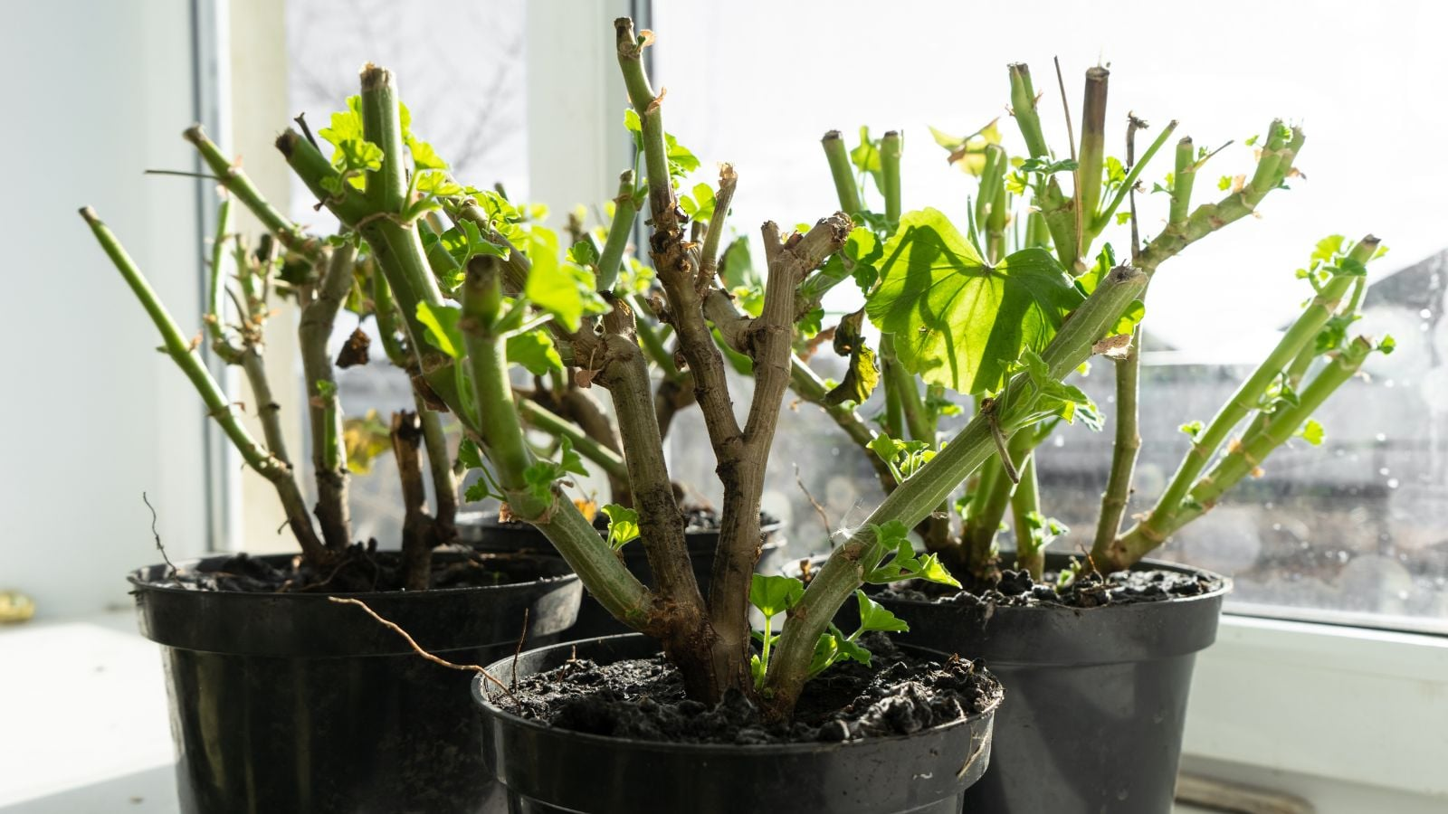 geranium winter indoor windowsill