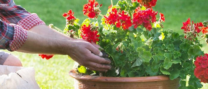 geranium watering can fertilizing