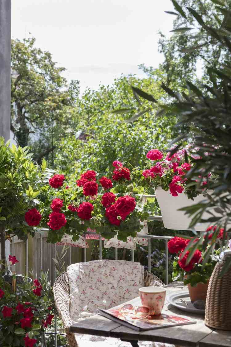 geranium summer shade balcony