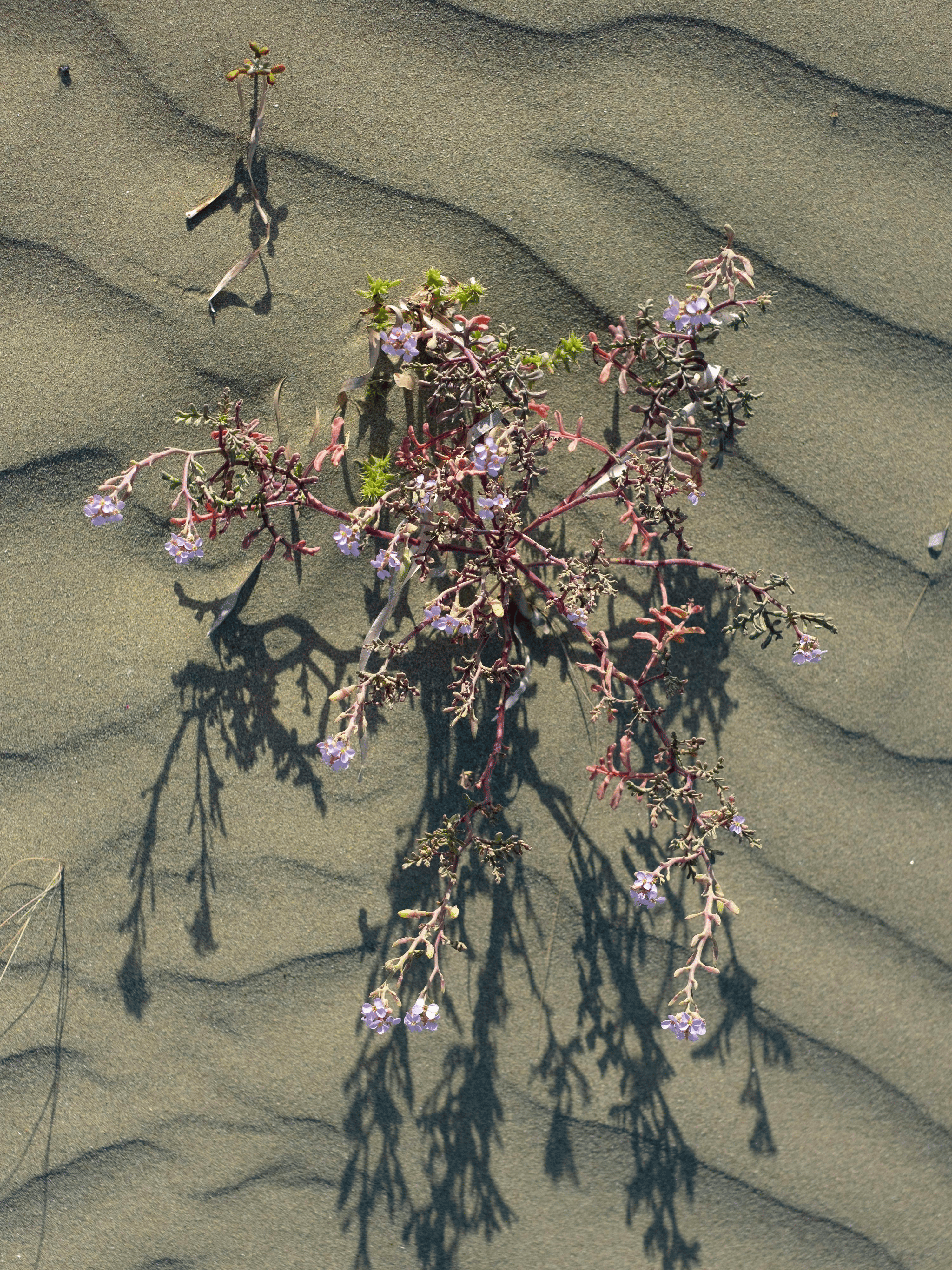 geranium potting mix perlite sand