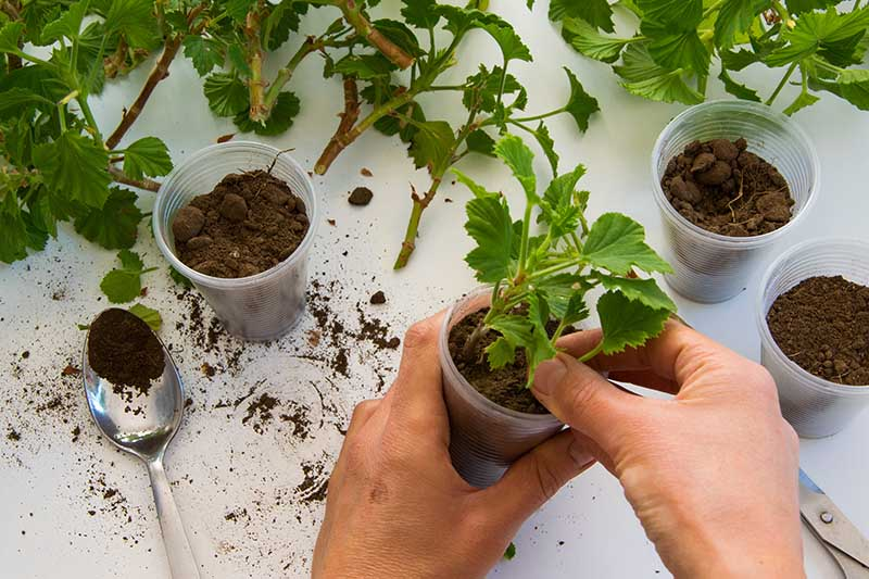 geranium repotting roots trimming hands