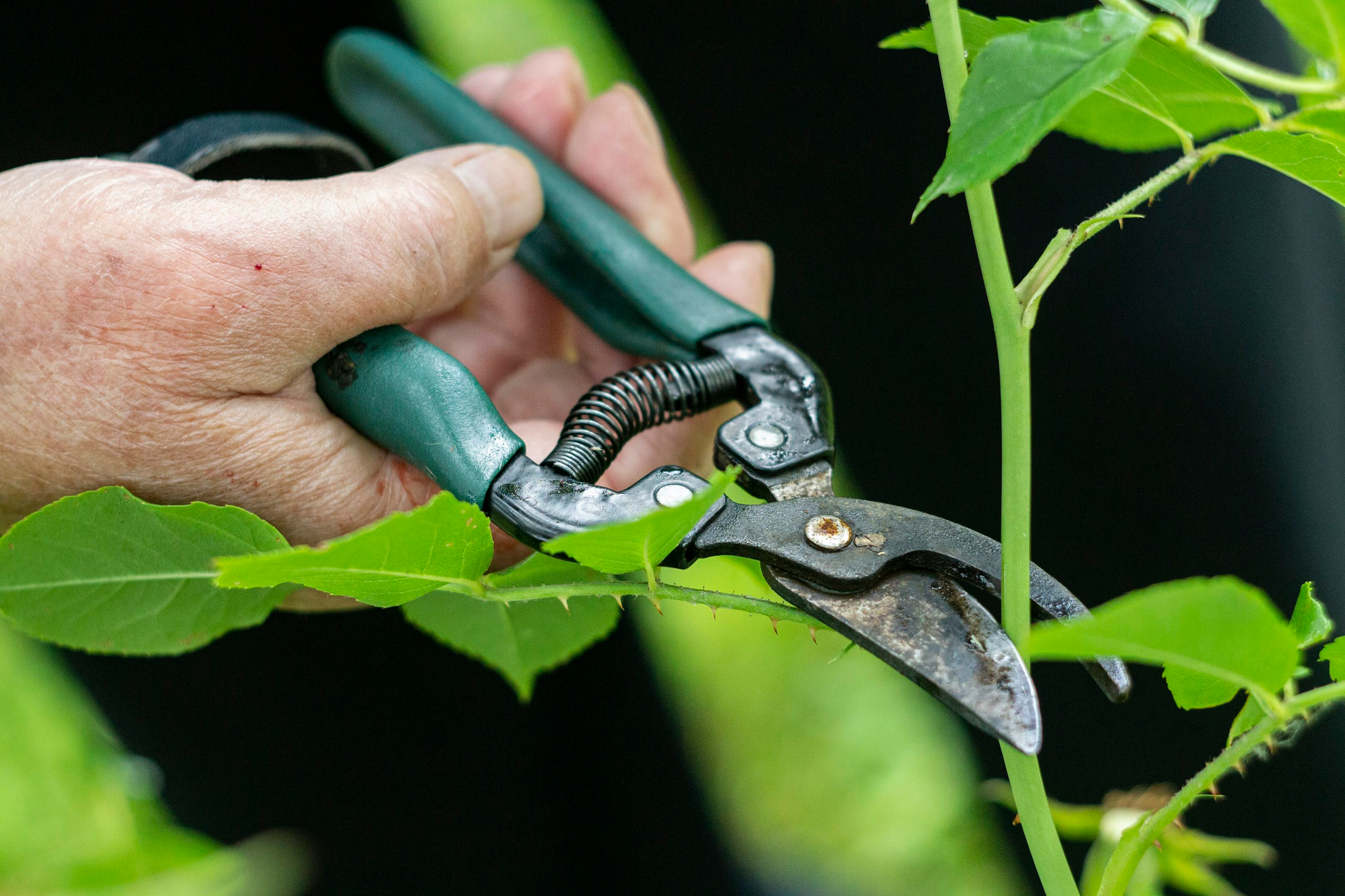 pruning geranium hands garden shears