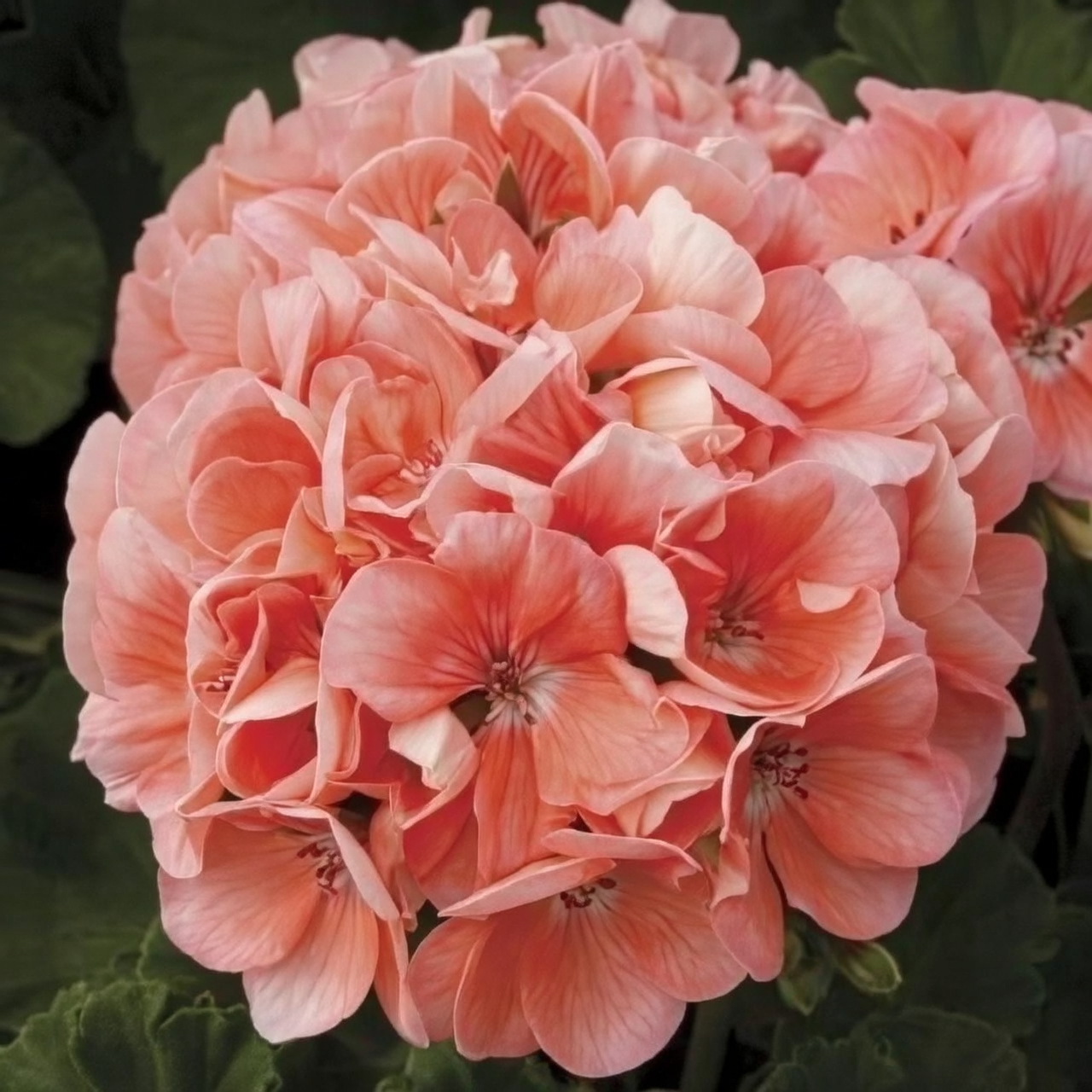 zonal geranium flower market selection