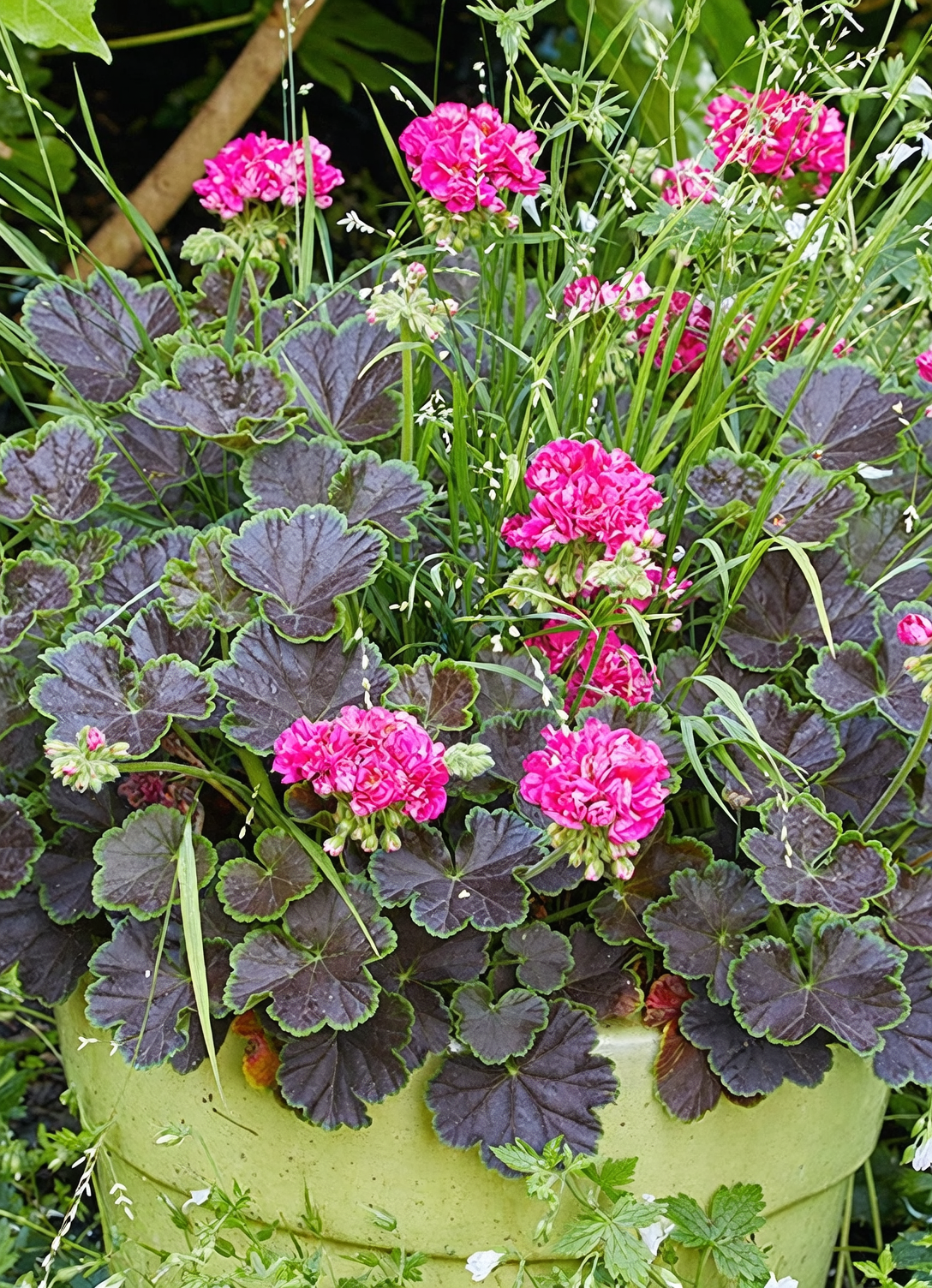 zonal geranium watering pot edge