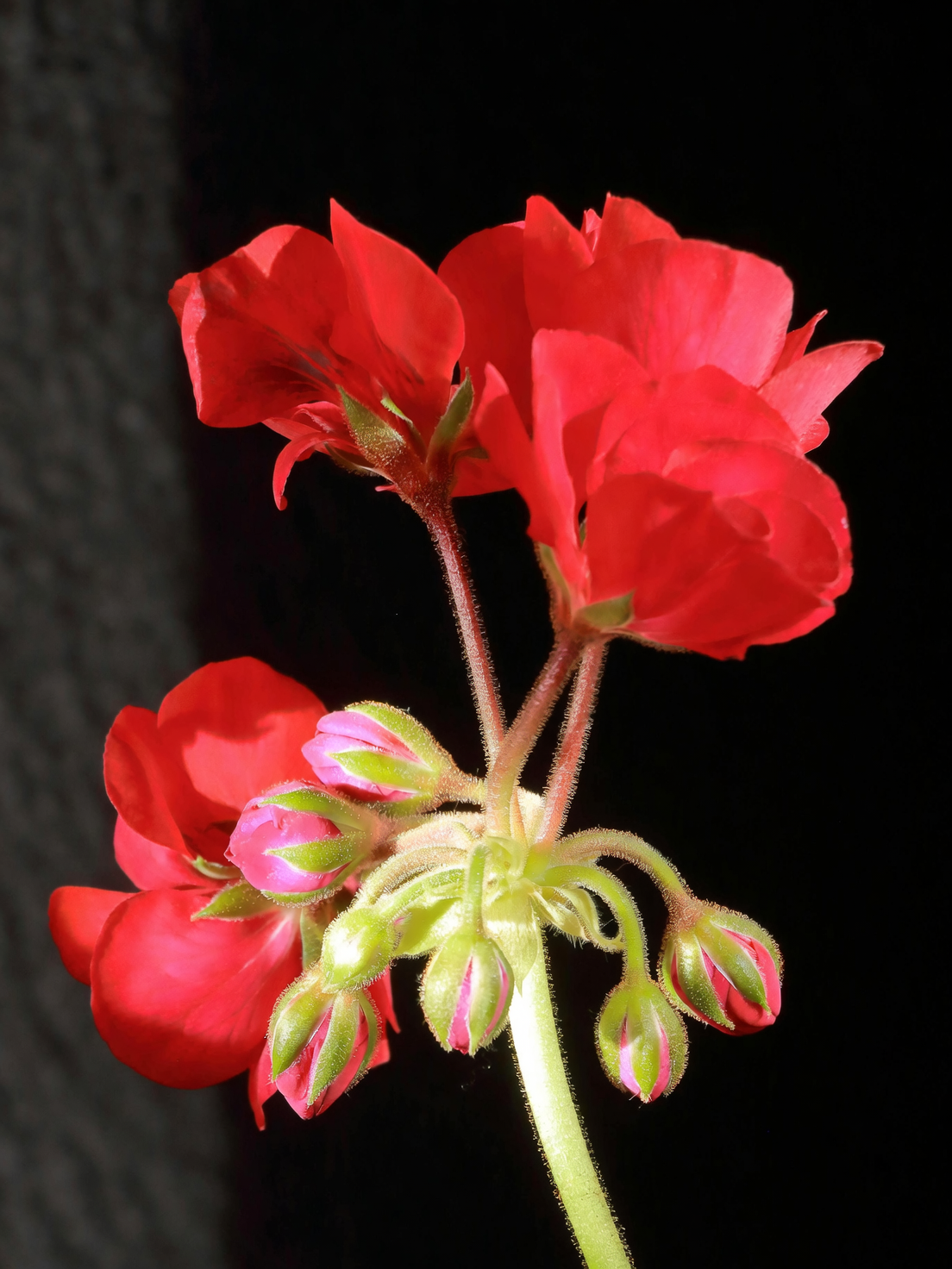 zonal geranium deadheading spent blooms