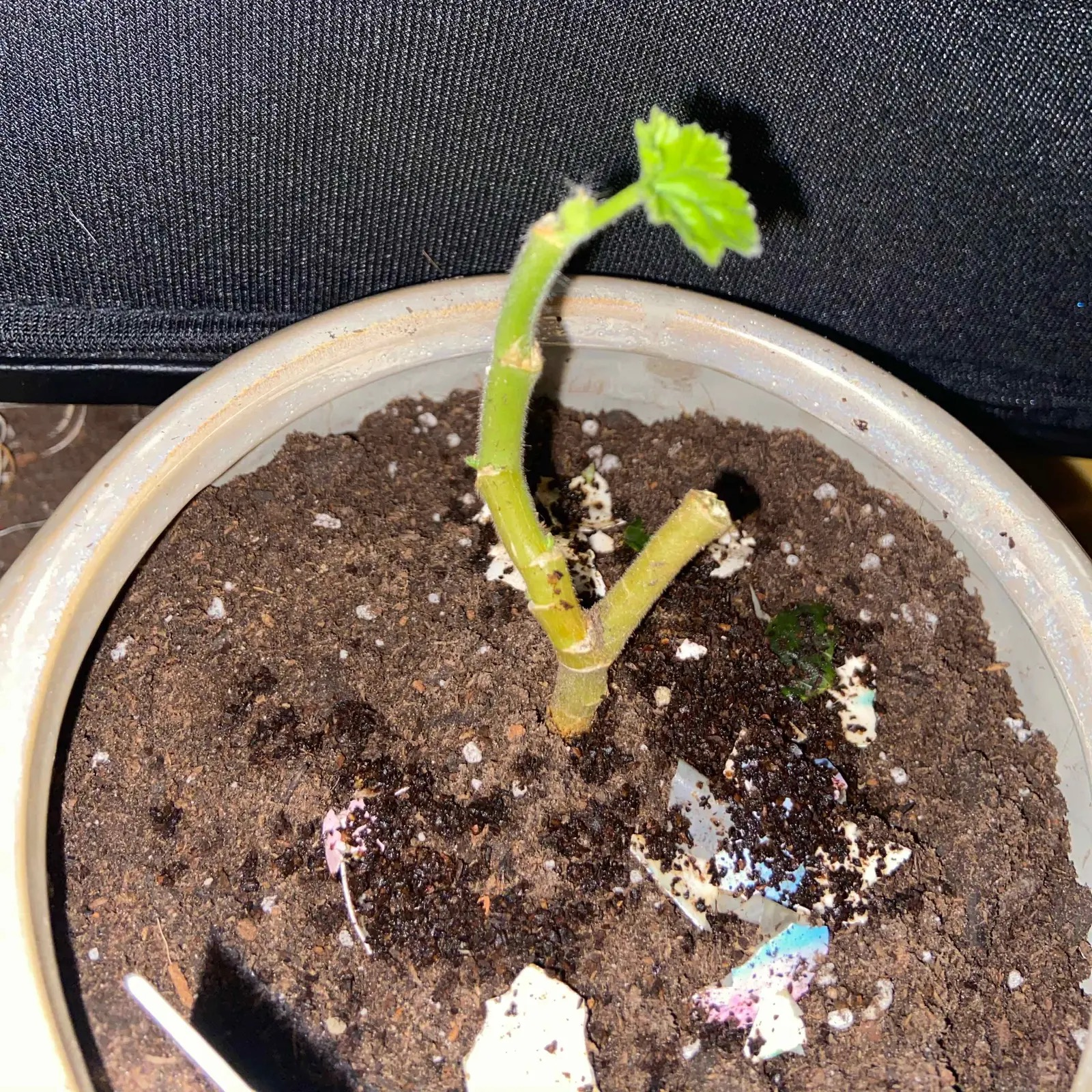 zonal geranium repotting soil mix