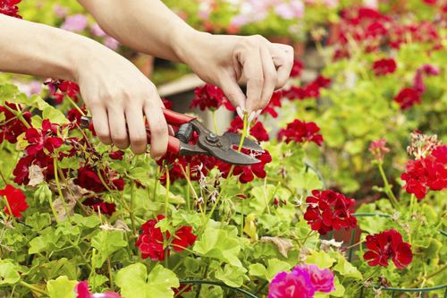 zonal geranium pinching seedling