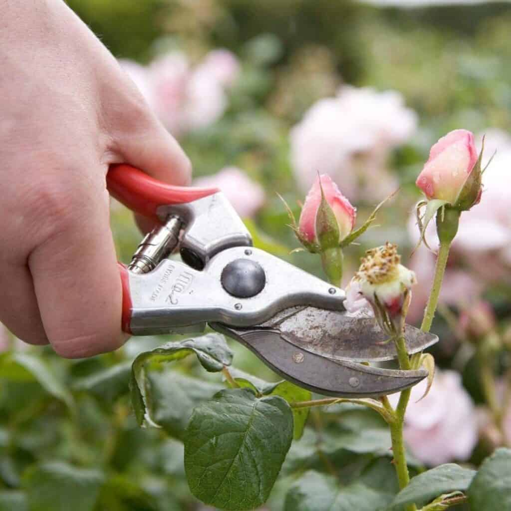 zonal geranium deadheading shears