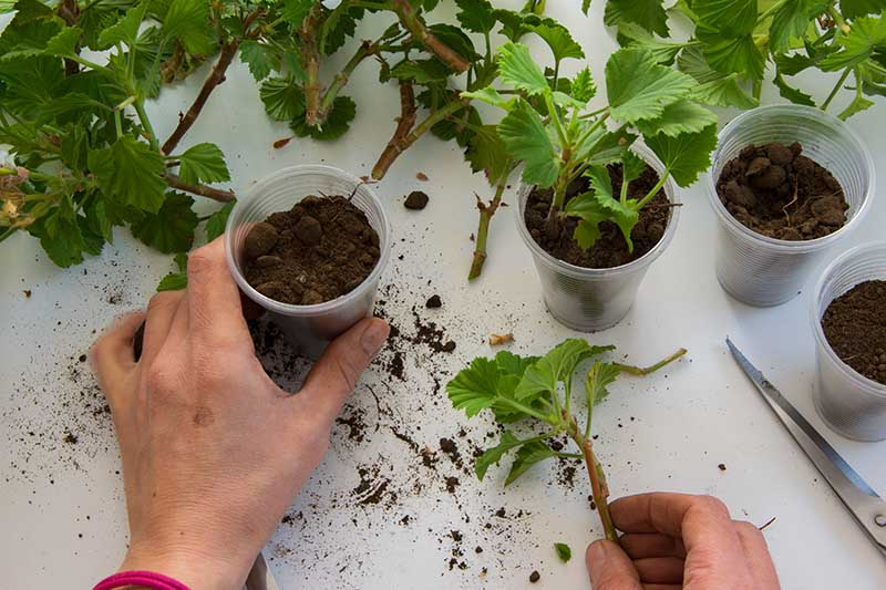 zonal geranium stem cuttings tray