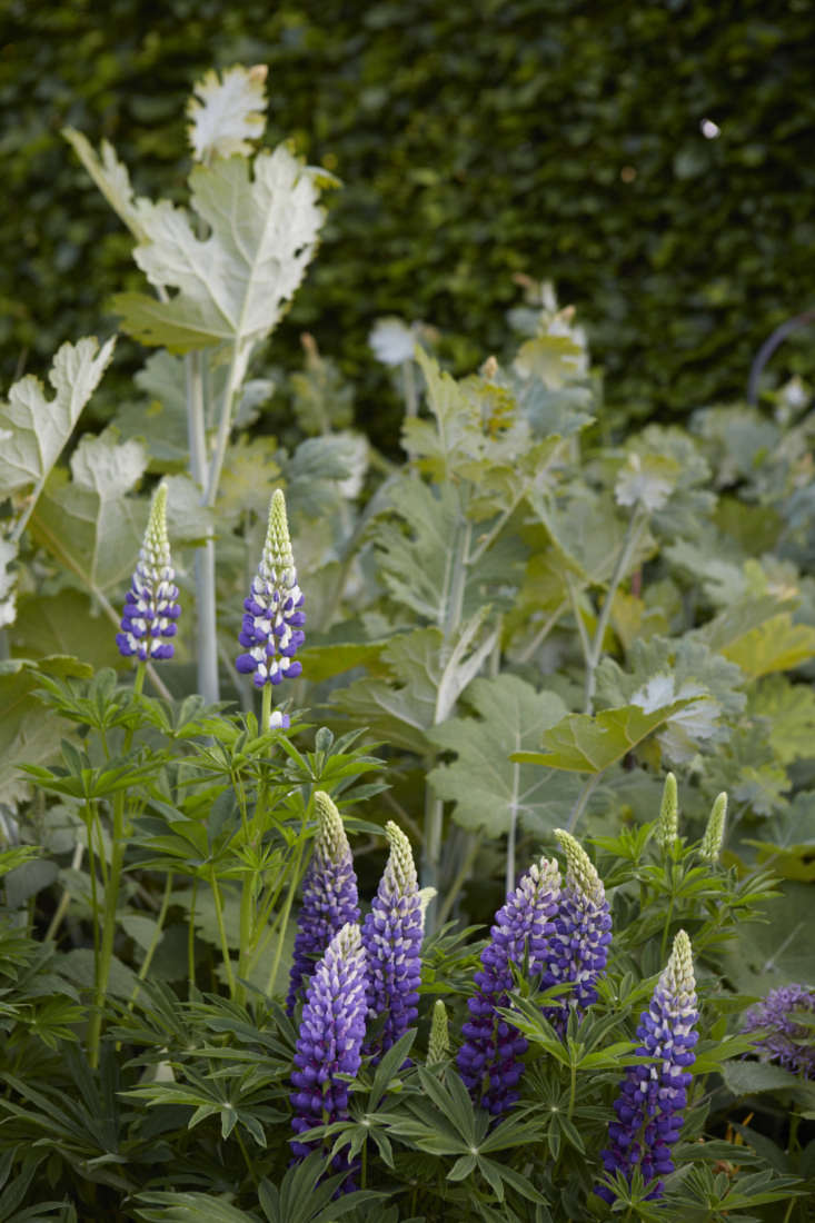 Sun, Shade, and Sips: The Cool-Climate Playbook for Bigleaf Lupine