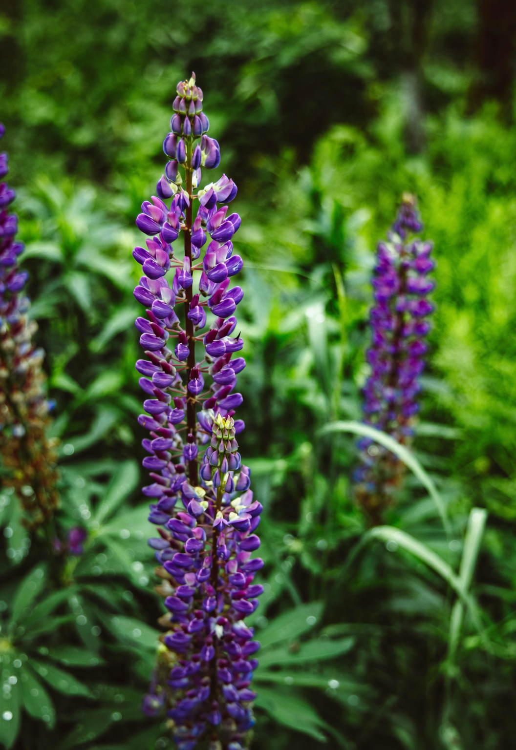 bigleaf lupine afternoon dappled shade