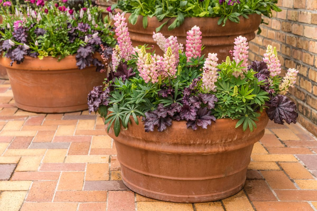 bigleaf lupine container watering soil line