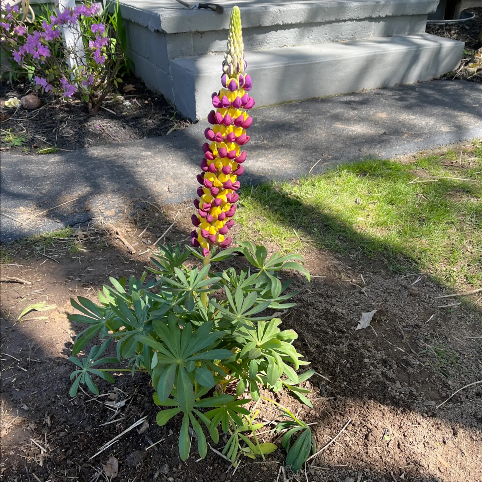 lupine deadheading spent flower spike