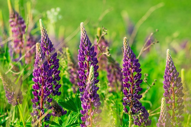 lupine cut flowers half-open vase