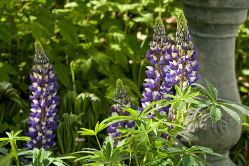 Aphids, Mildew, and Sudden Wilting—Your Lupine ER Guide