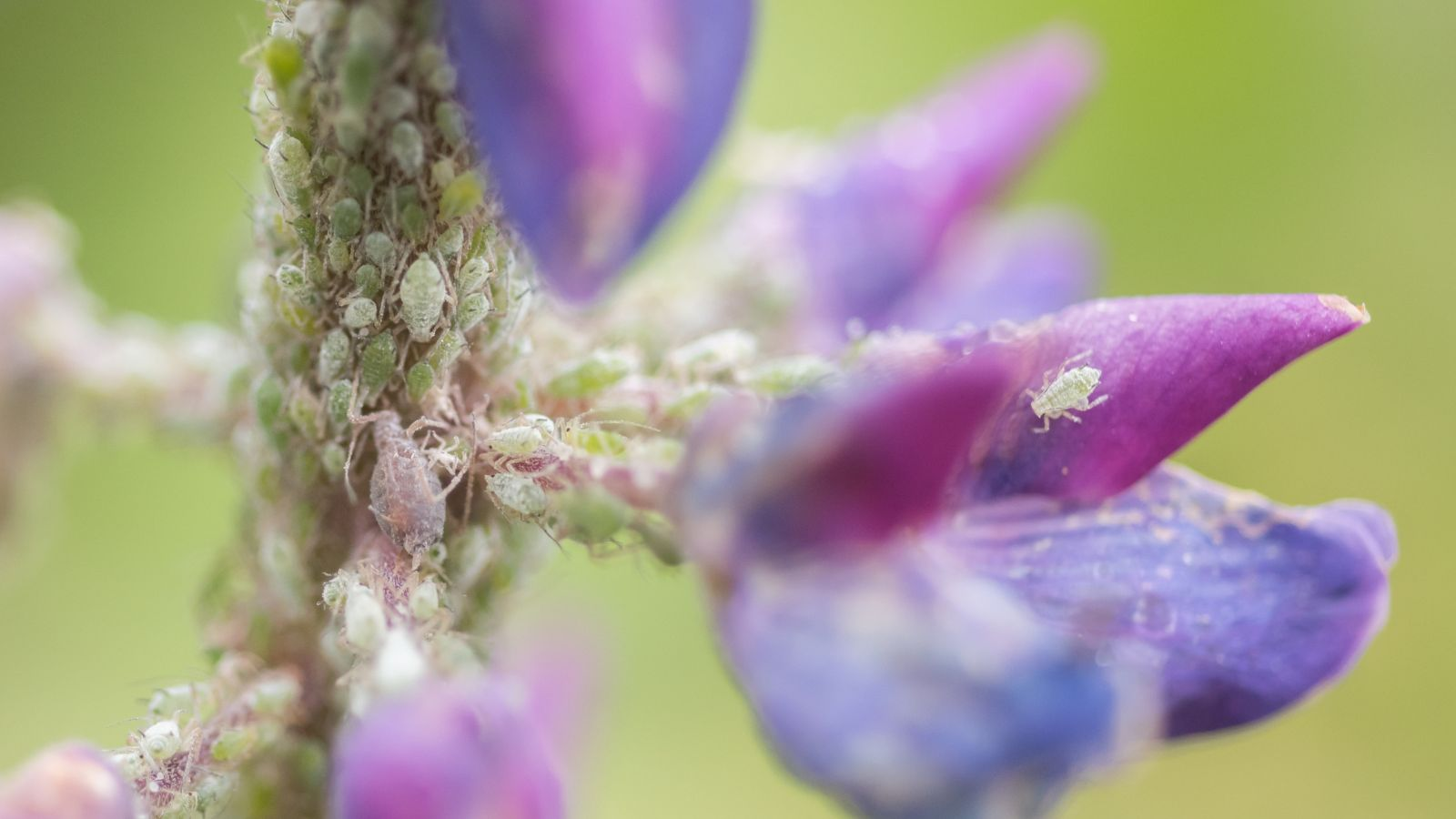 lupine aphids on stem close-up
