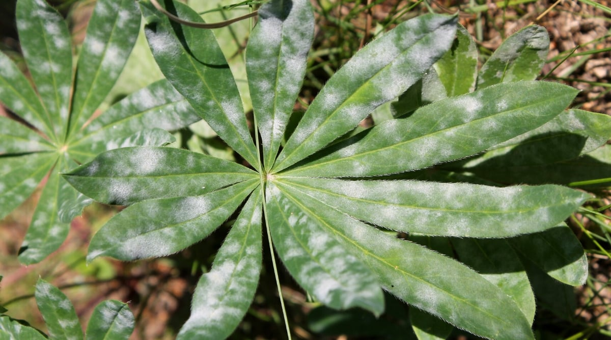 lupine powdery mildew leaves close-up