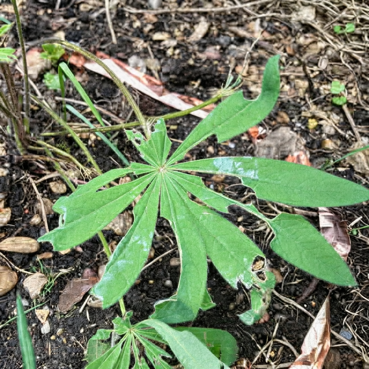 lupine leaf slug damage close-up
