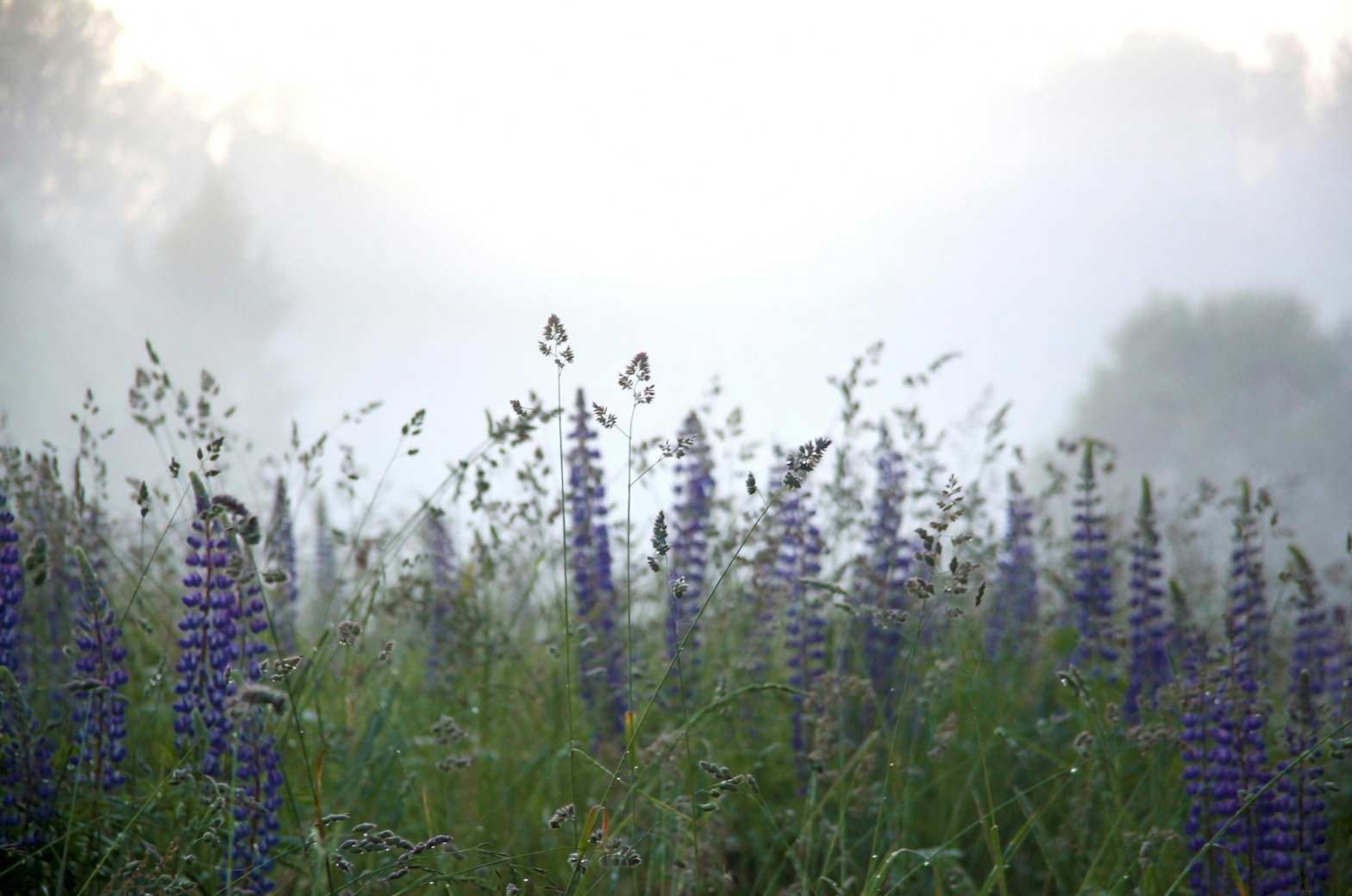 From Pacific Northwest Wildling to Russell’s Rainbow: The Makeover of Lupinus polyphyllus