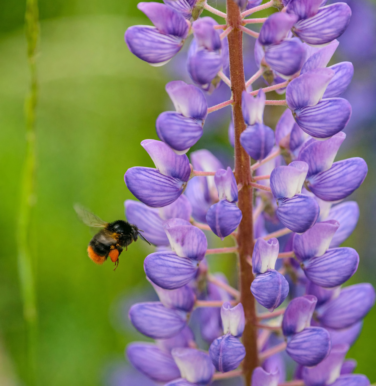 Lupinus polyphyllus flower spike close-up