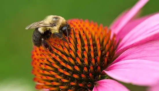 bumblebee on Lupinus polyphyllus
