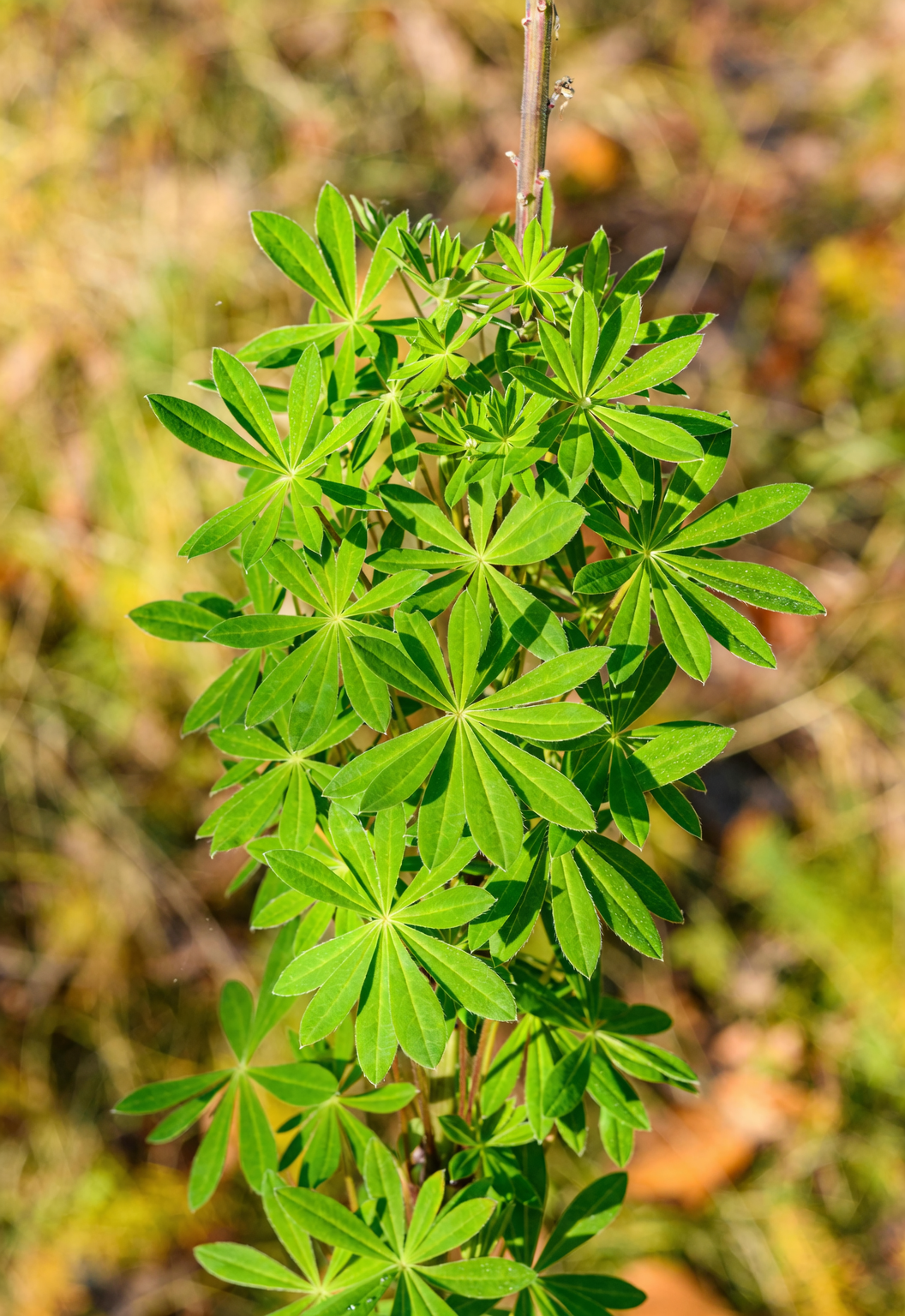 Lupinus polyphyllus leaves raindrops
