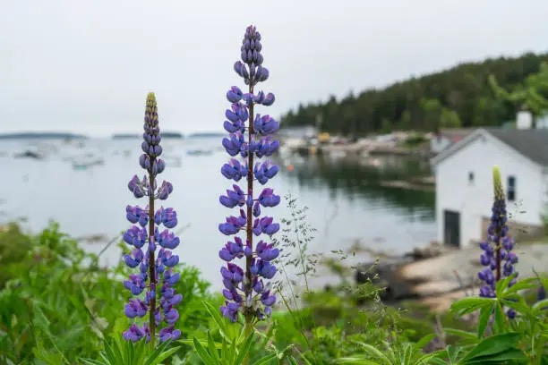 Why Do Lupine Spires Bloom Bottom-to-Top? 7 Quirks That Make Them Garden Showstoppers