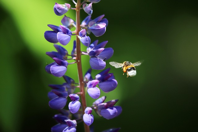 lupine flower spike close-up bees