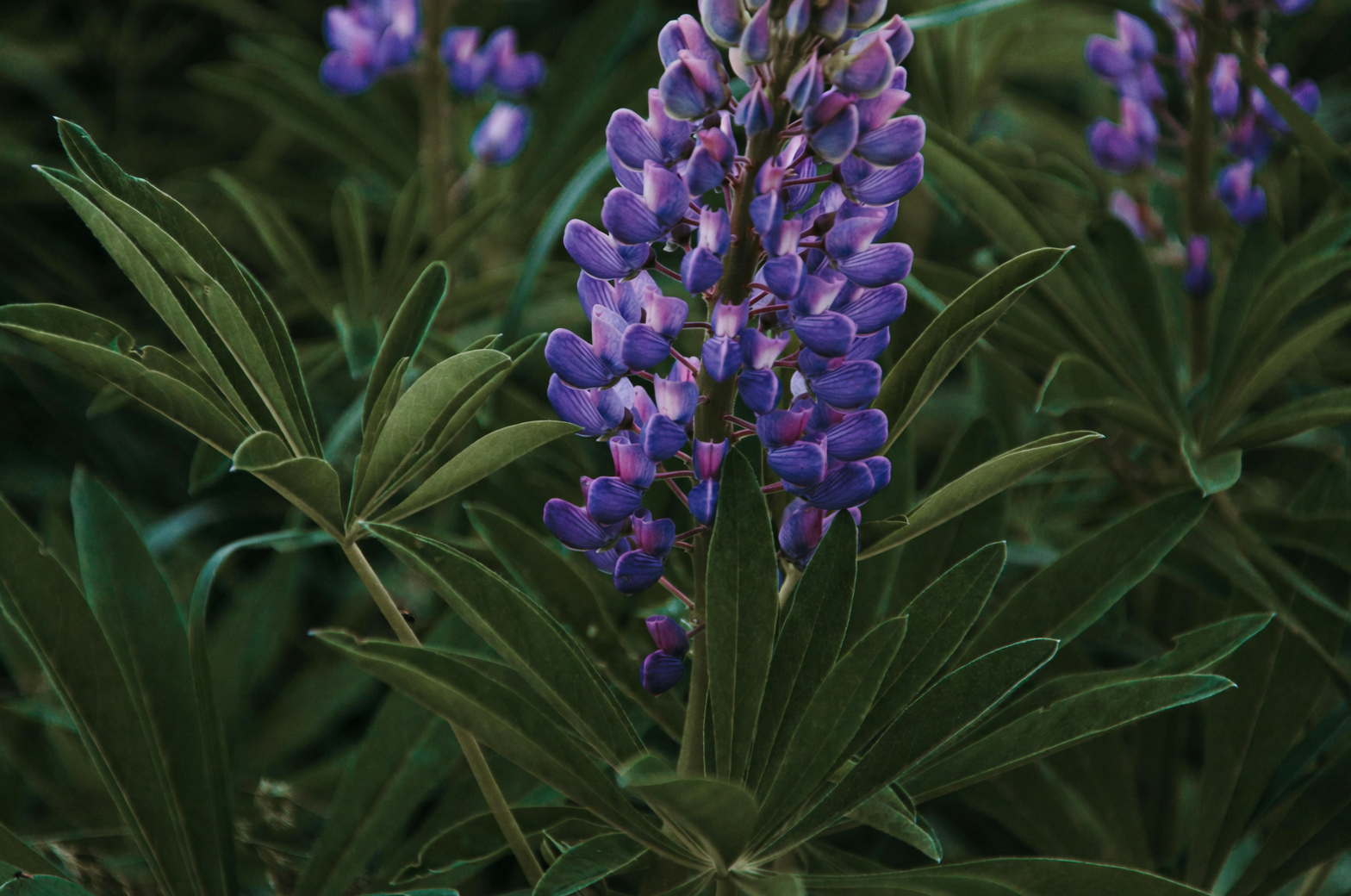 lupine leaf and flower close-up