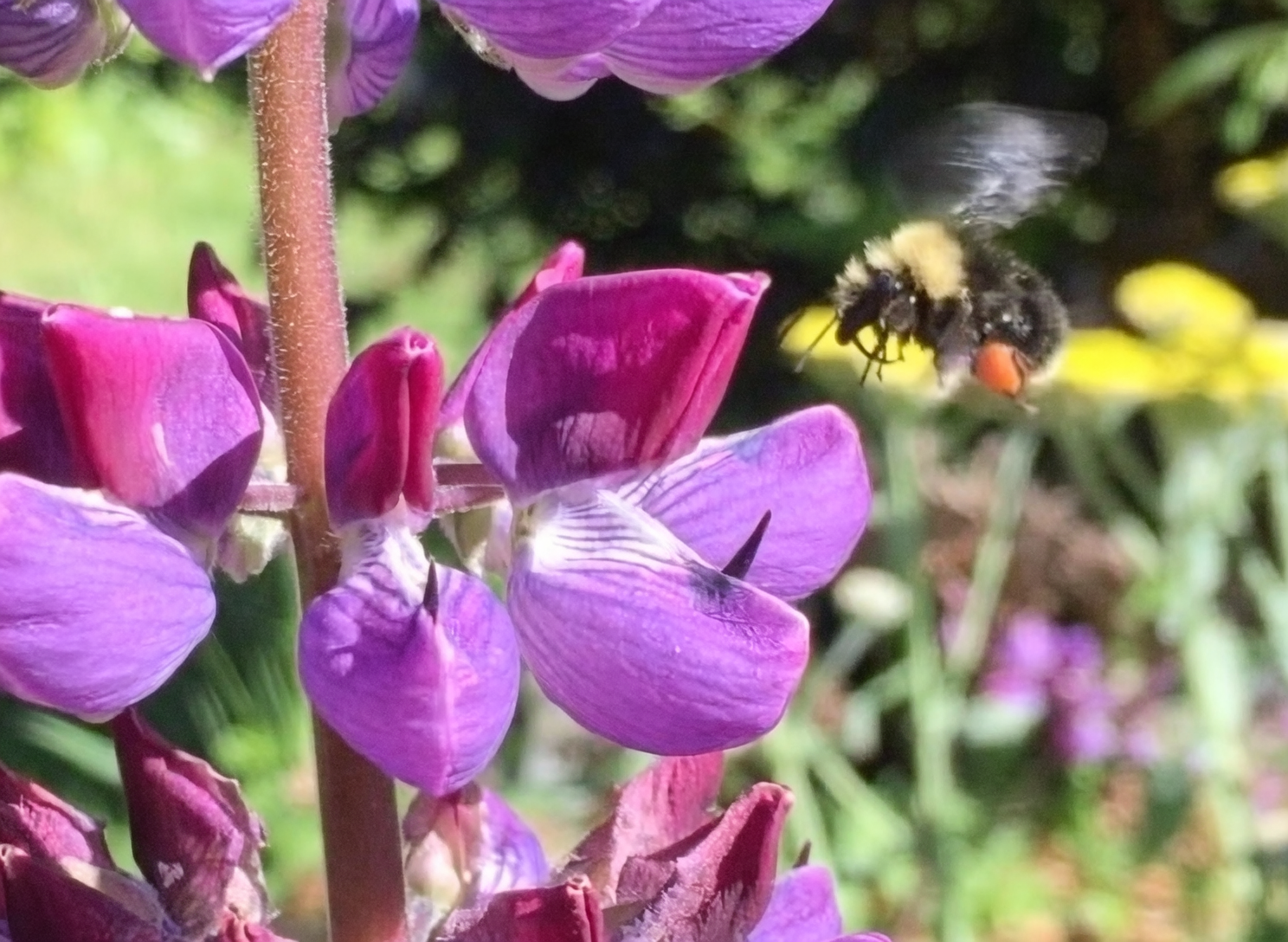 bee on lupine flower spike