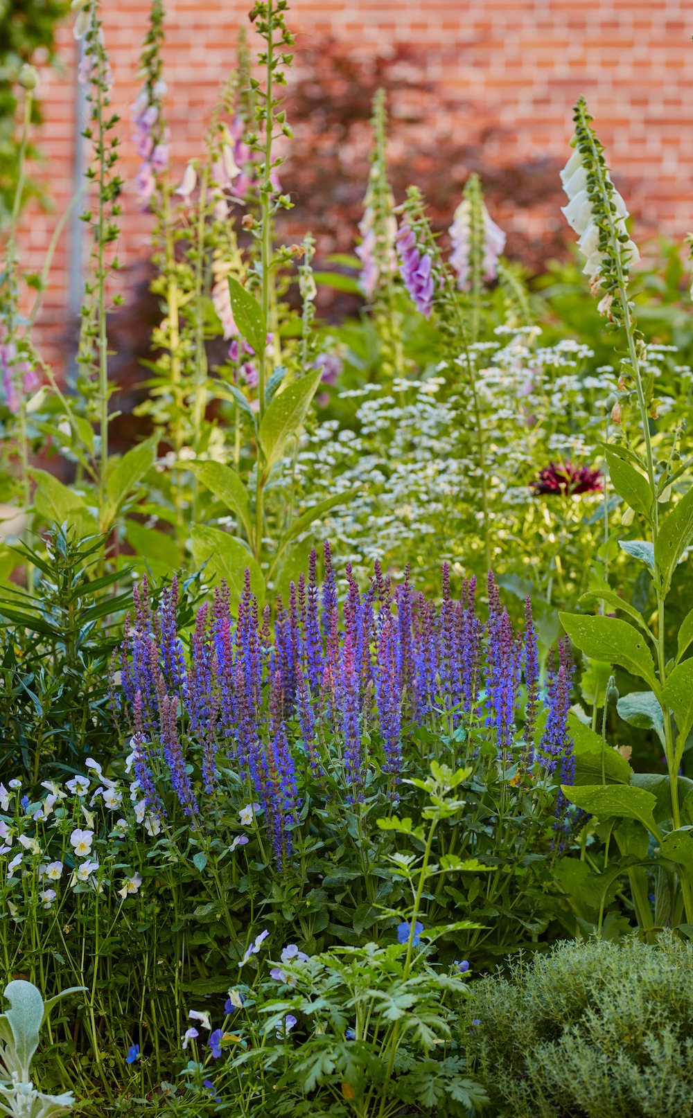 Seed to Spire: Scarification, Basal Cuttings, and the Taproot Rules for Propagating Lupines