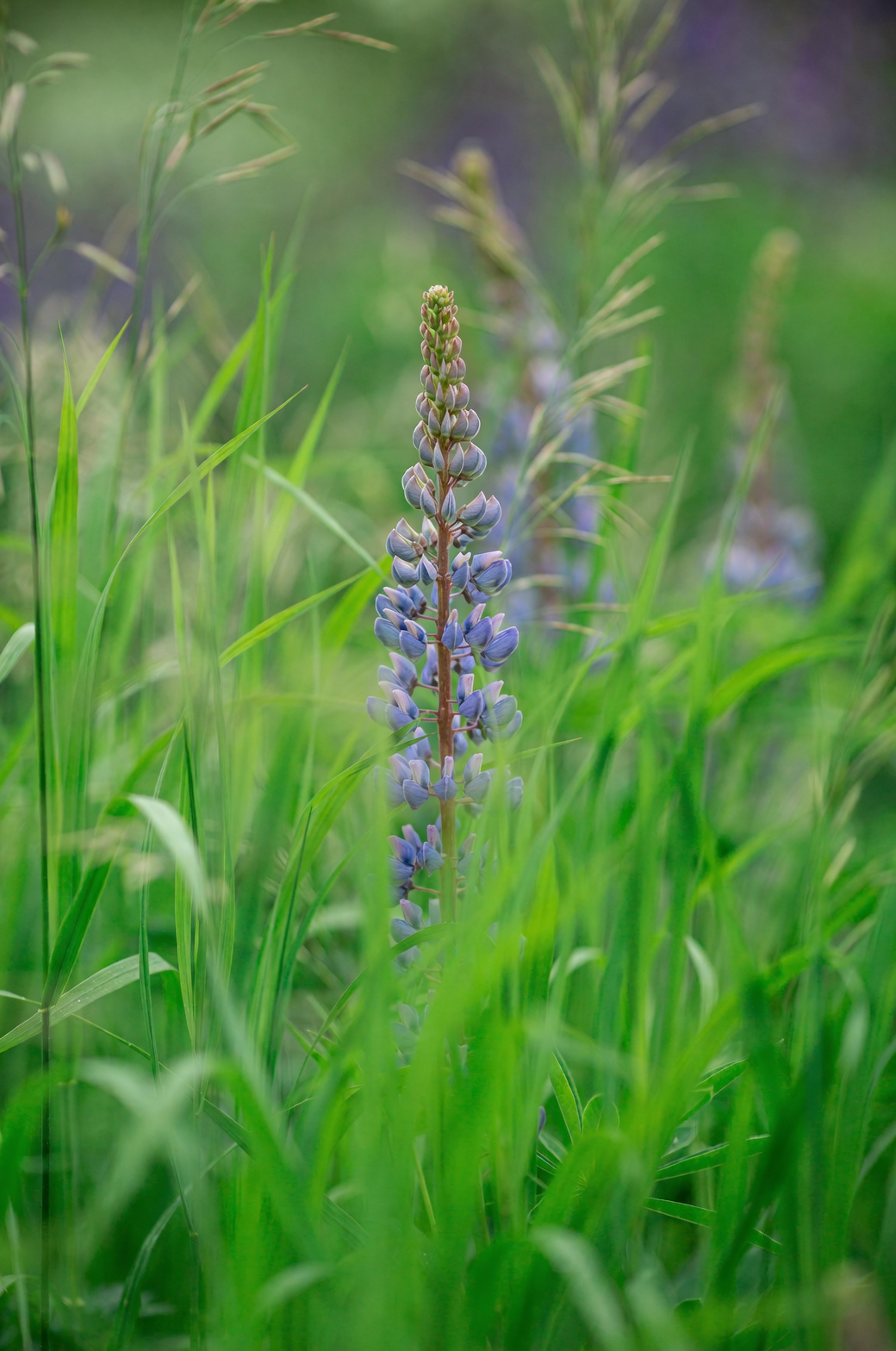 lupine seeds scarification close-up