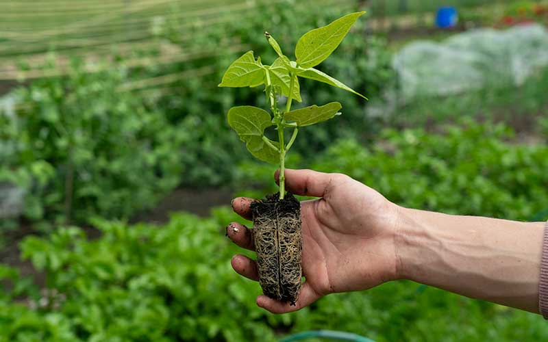 lupine seedlings deep cell trays