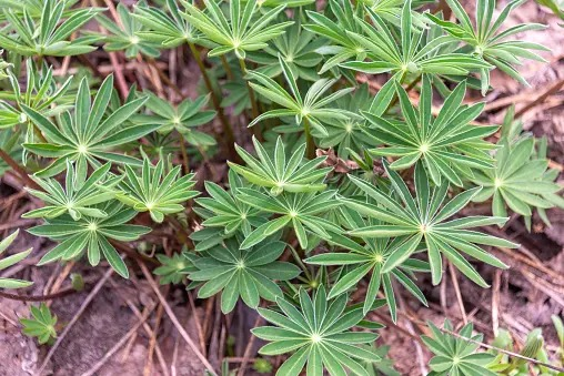 lupine basal cutting with heel