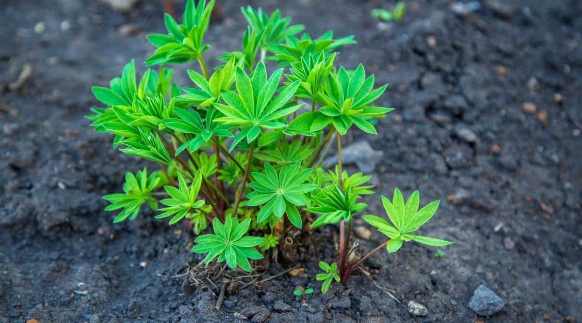 lupine sandy well-drained soil bed