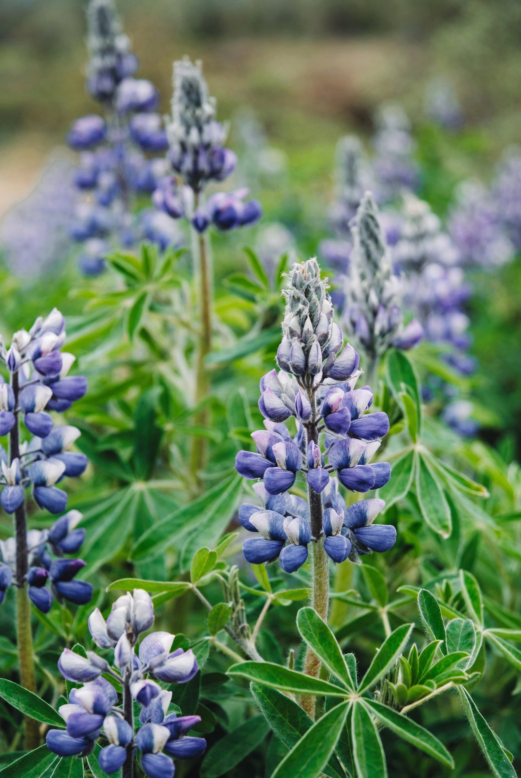 lupine with shrub roses and grasses